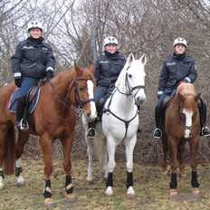 Polizeireiter und -pferde