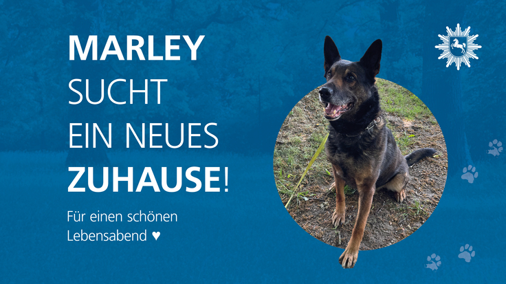Hund