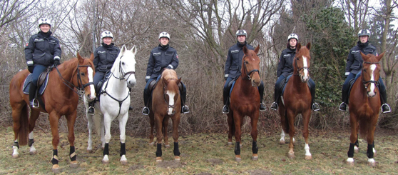 Polizeireiter und -pferde