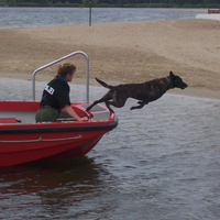 Wasserübung mit einem Polizeihund