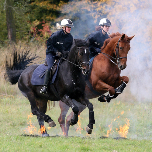 Polizeipferde bei der Ausbildung