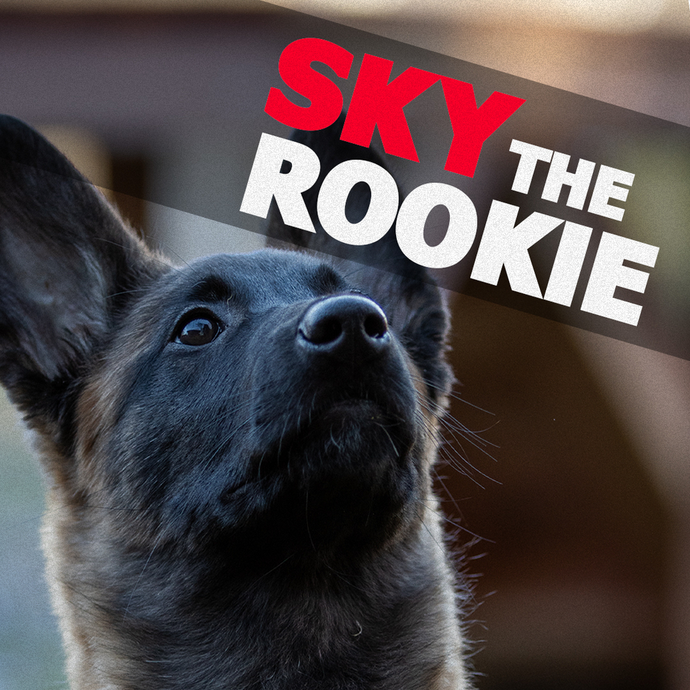 Auf dem Bild ist eine belgischer Schäferhund zu sehen, über dessen Kopf der Name der Serie "Sky the Rookie" zur lesen ist.